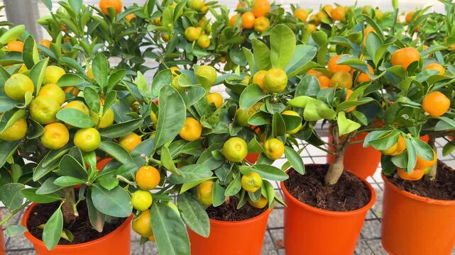 Potted citrus trees with ripening orange fruits displayed in greenhouse