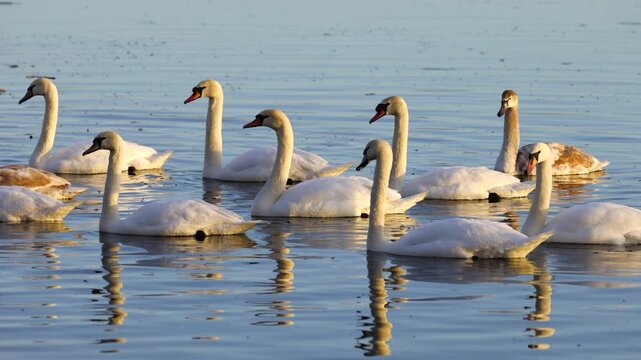 Slow motion swans swimming on the Dnipro River at sunrise near Obolon in Kyiv. Soft morning light, calm water and graceful birds create a peaceful natural scene.
