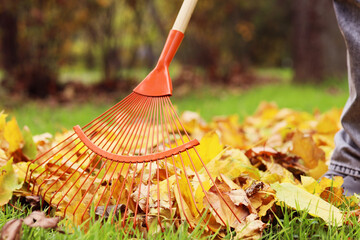 Man with rake gathering autumn leaves in park, closeup
