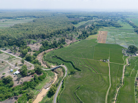 Aerial view of vast green rice paddy fields and irrigation system in a rural village, Ngawi, East Java.