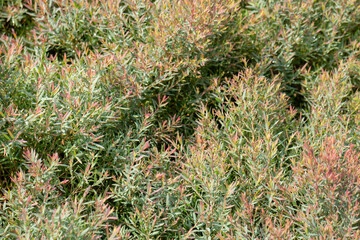 Garden with flowerbed and colorful tropical plants