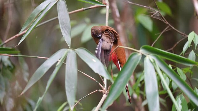 Red-naped Trogon (Harpactes kasumba) perch on branch. Bird watching in natural habitats in the forest.