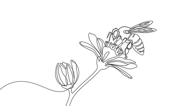 Continuous Line Art Illustration of a Bee Pollinating a Flower