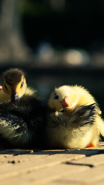 Patitos, pareja, compa&ntilde;&iacute;a, ternura, plum&oacute;n, amarillo, oscuro, contraste, muelle, madera, sol, luz, calidez, ma&ntilde;ana, descanso, amistad, peque&ntilde;os, cr&iacute;a, naturaleza, fauna, aves, patos, tranquilidad, paz