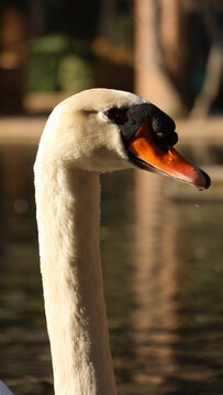Cisne, vulgar, blanco, majestuoso, elegancia, perfil, cuello, largo, esbelto, cabeza, pico, naranja, protuberancia, negra, ojo, detalle, primer plano, macro, plumaje, suavidad, agua, estanque, reflejo