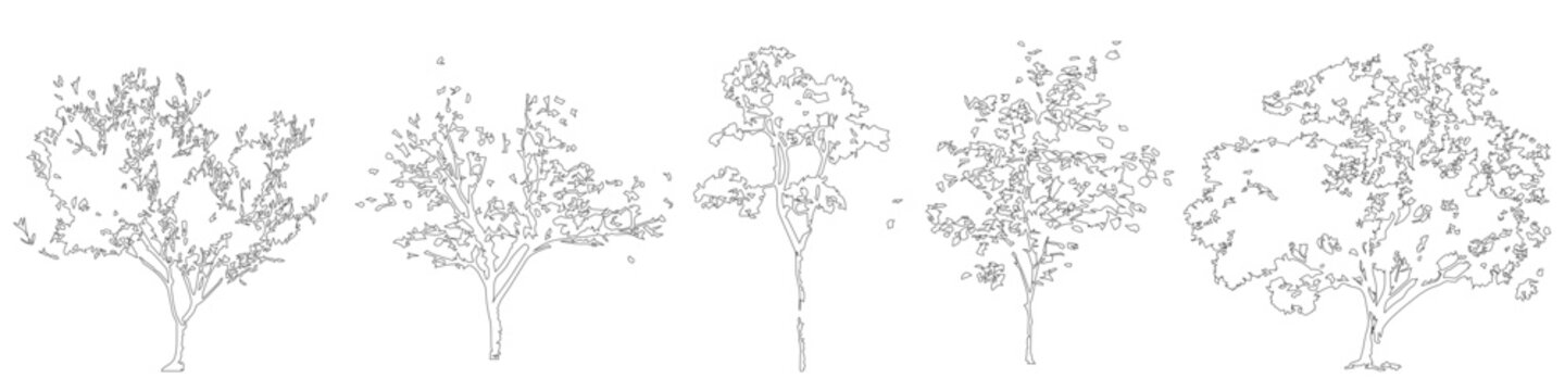 Vector set of young trees in elevation view for use in architectural drawings	