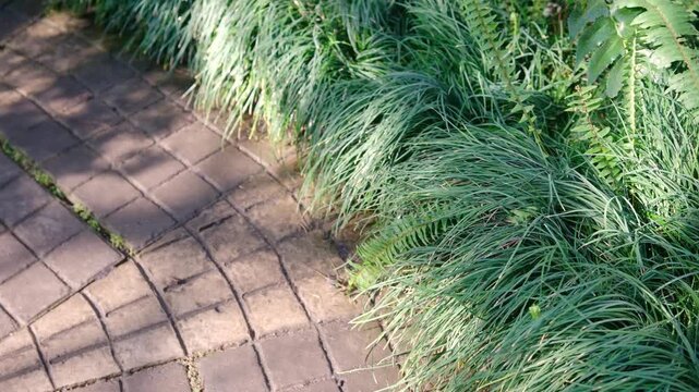 Curved patterned paved path with long green ornamental grass and shadows
