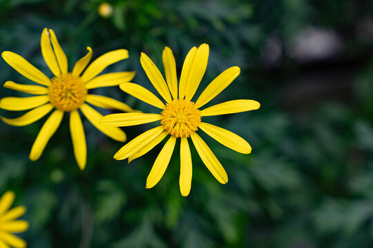 Yellow rain drop flowers, African Golden Bush Daisy, Euryops daisy,Euryops chrysanthemoide, Euryops pectinatus, flower in the garden ooty, India.Golden Daisy Bush