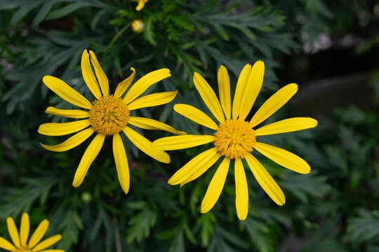 Yellow rain drop flowers, African Golden Bush Daisy, Euryops daisy,Euryops chrysanthemoide, Euryops pectinatus, flower in the garden ooty, India.Golden Daisy Bush