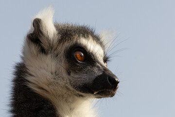 Fototapeta premium Close Up Portrait of a Ring Tailed Lemur