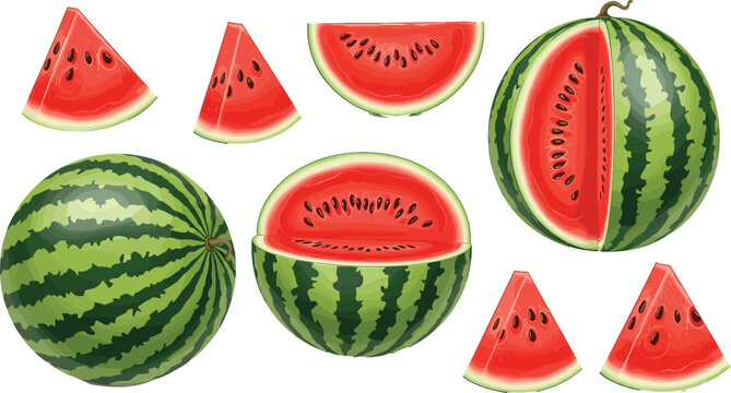 Watermelon fruit set with whole watermelon and juicy slices. Fresh summer watermelon illustrations for dessert, picnic, juice and healthy food design.