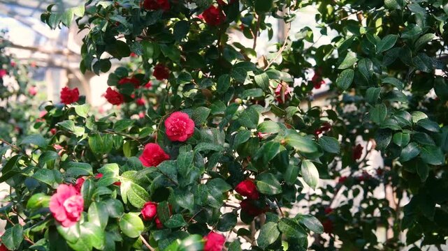 Red camellia flowers blooming in a greenhouse