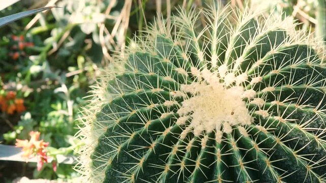 Green cactus with sharp yellow spines growing in sunny outdoors