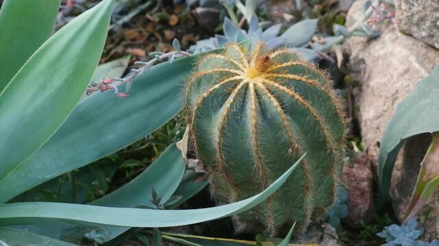 Round green cactus with golden spines in a rock garden
