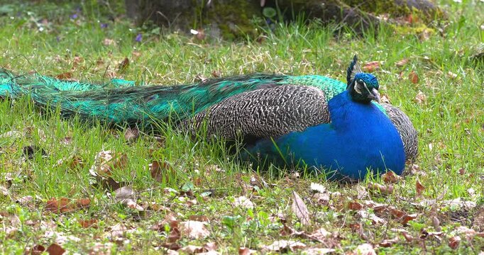 The peacock rests in a meadow