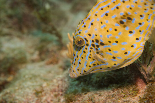 Aluterus Scriptus Juvenile Filefish Grazing in Coral Habitat with Copy-Space