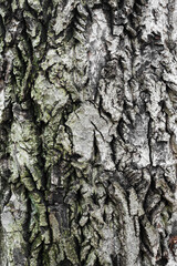 Obraz premium Close-up of rough tree bark texture with deep cracks and green moss.