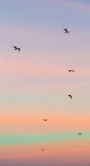Fototapeta premium Several small birds fly in formation across a soft pastel gradient sky featuring hues of pink, orange, and light blue at twilight.