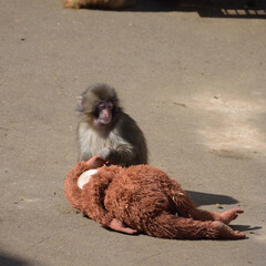オランウータンぬいぐるみとパンチ、市川動植物園のニホンザル © ikeyama