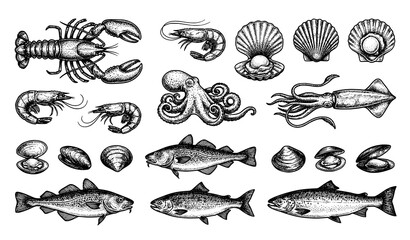 Hand drawn seafood sketch set lobster shrimp squid octopus scallops shellfish fish vector illustration isolated on white background © Nahid