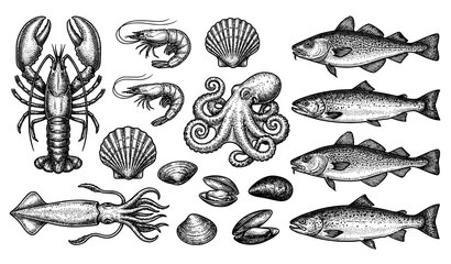 Vintage seafood engraving vector set lobster shrimp squid octopus scallops shellfish fish illustration isolated on white background © Nahid
