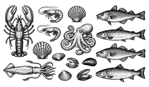 Vintage seafood engraving vector set lobster shrimp squid octopus scallops shellfish fish illustration isolated on white background