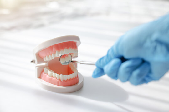 Dentist hand in blue glove holding dental mirror with tooth model on white background. Professional oral health care, hygiene, stomatology examination, dentistry treatment and medical insurance.