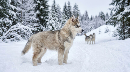 Obraz premium Majestic Siberian Huskies Exploring Snowy Winter Landscape in Forest