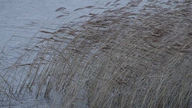 Reed swaying in wind near water