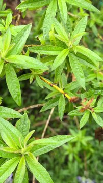 Vertical Close-Up Video of Wet Lemon Verbena Aloysia Citrodora Leaves After Rain, Medicinal Herb
