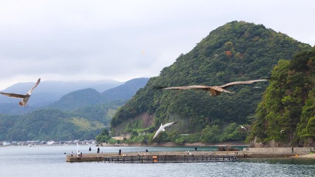 Ine Fishing Village, Kyoto prefecture, Japan, Ine-ura landscape coastal view, Funaya, traditional wooden boat houses, Ine Bay during boat tour cruise, Yoza District, in a autumn fall day