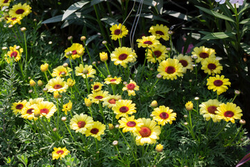 Obraz premium Garden with flowerbed and colorful tropical plants