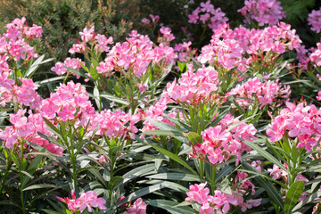 Obraz premium Garden with flowerbed and colorful tropical plants
