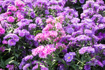 Obraz premium Garden with flowerbed and colorful tropical plants