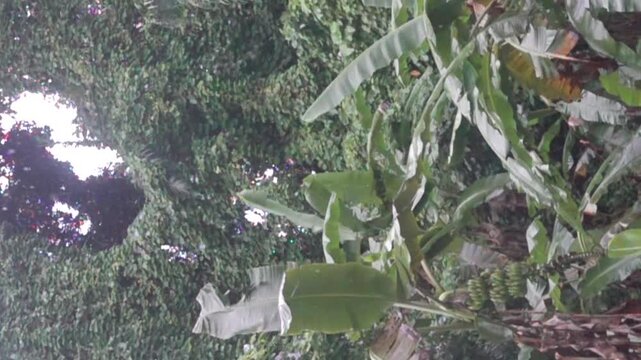 The beginning of the rainy season. A tropical downpour, blirt. The monsoon rain wash the winter rainforest, Indonesia. Slow motion. Vertical video