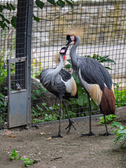 Fototapeta premium South African Cranes in Their Natural Habitat