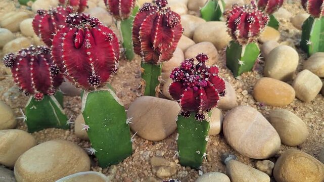 Gymnocalycium mihanovichii moon cactus growing in sand with pebbles. Colorful red cactus plants in decorative succulent garden showing desert flora, drought resistant nature and botanical texture.