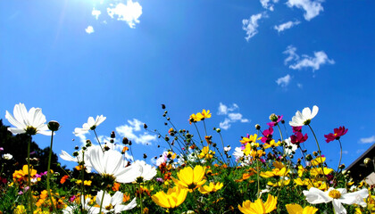 Fototapeta premium 春の花畑 青空 春 フレーム 4月 背景 ai生成画像 