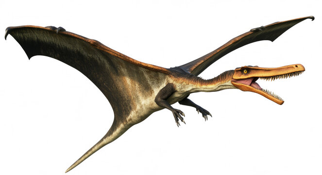 pterodactyl in flight, isolated on a transparent  background 