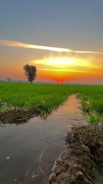 Rural landscape of a young rice farm with furrow irrigation at sunset"