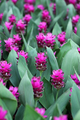 Obraz premium Vibrant Pink Flowers Surrounded by Lush Green Leaves in Garden