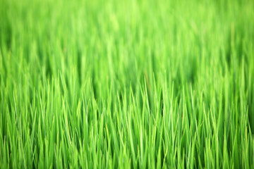 Naklejka premium Lush Green Grass Blades in Close-Up View for Nature Lovers