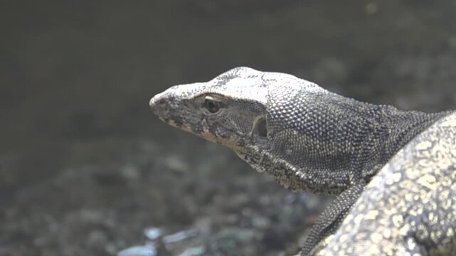 Monitor lizard (Asian water monitor, kabaragoya, Varanus salvator). Malaisia. Slow motion