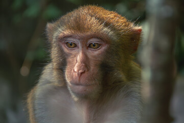 Obraz premium Portrait of a Thoughtful Macaque Monkey in Tropical Forest Environment with Natural Cinematic Lighting and Blurred Bokeh Background
