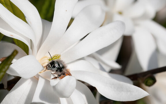 Sternmagnolie mit Erdhummel