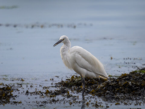 Garceta en el mar contemplando la posibilidad de pescar con algas acumuladas a su lado