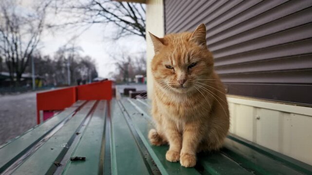 Orange tabby cat with green eyes sits on a green corrugated metal surface. Overcast light illuminates the scene, with bare winter trees blurred in the background.