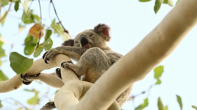 cute and fluffy Koala, Phascolarctos cinereus, high in tree along the forts hiking path on Magnetic island at the coastline of Queensland, a popular travel destination in Australia near Townsville.