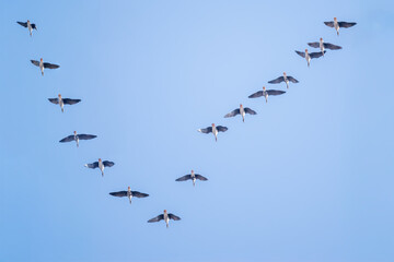  Klucz dzikich gęsi gęgawa. © Janusz Lipiński