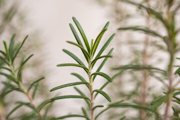 Fototapeta premium Rosemary plant herb in the garden